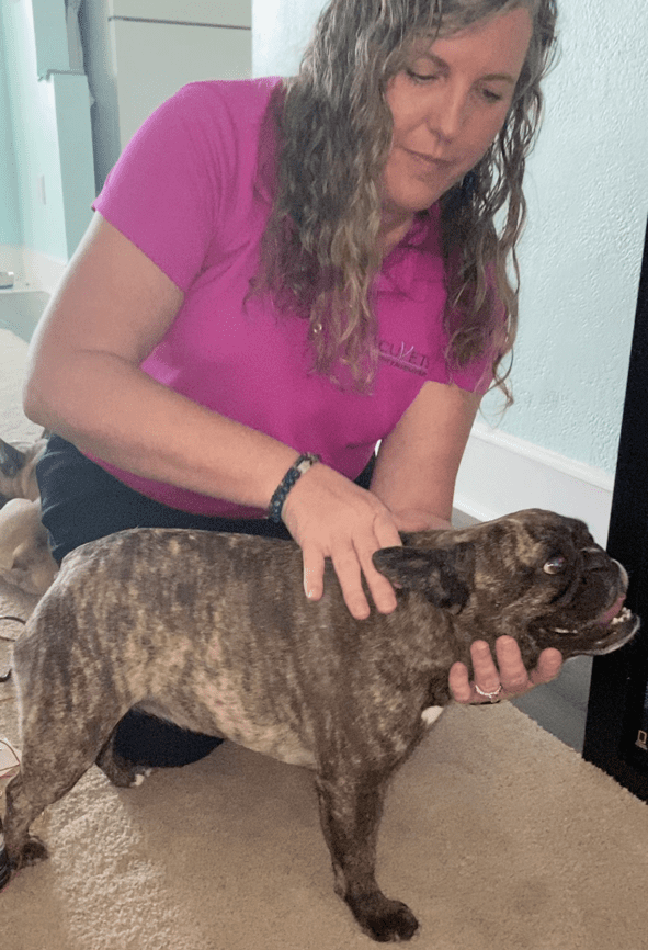 Dr. Holly Bedford AcuVets Veterinary Acupuncture Dog chiropractic vsmt Clearwater Florida