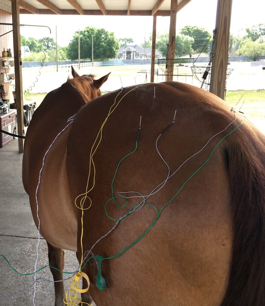 Dr. Holly Bedford AcuVets Horse acupuncture